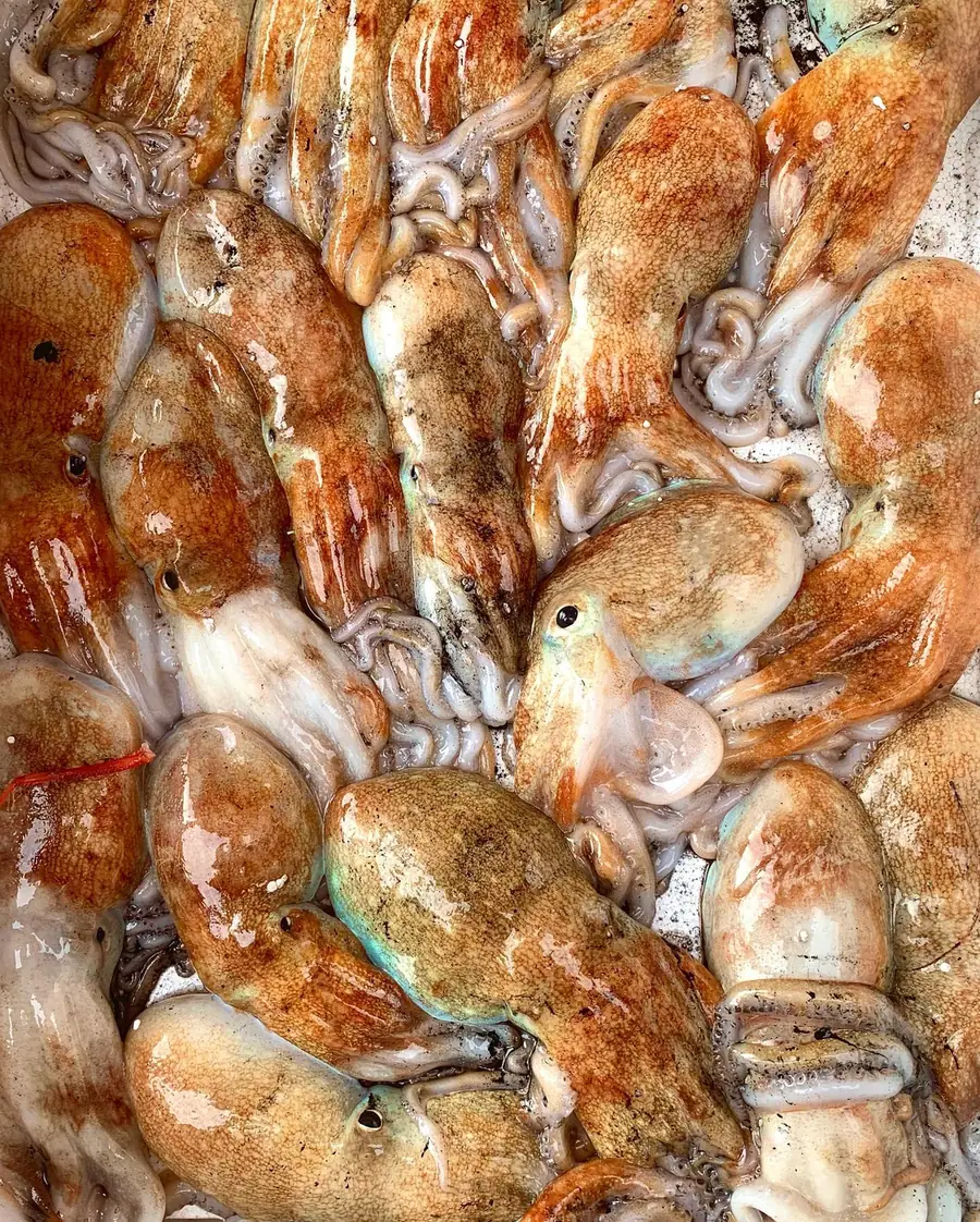 Polpi Piccoli