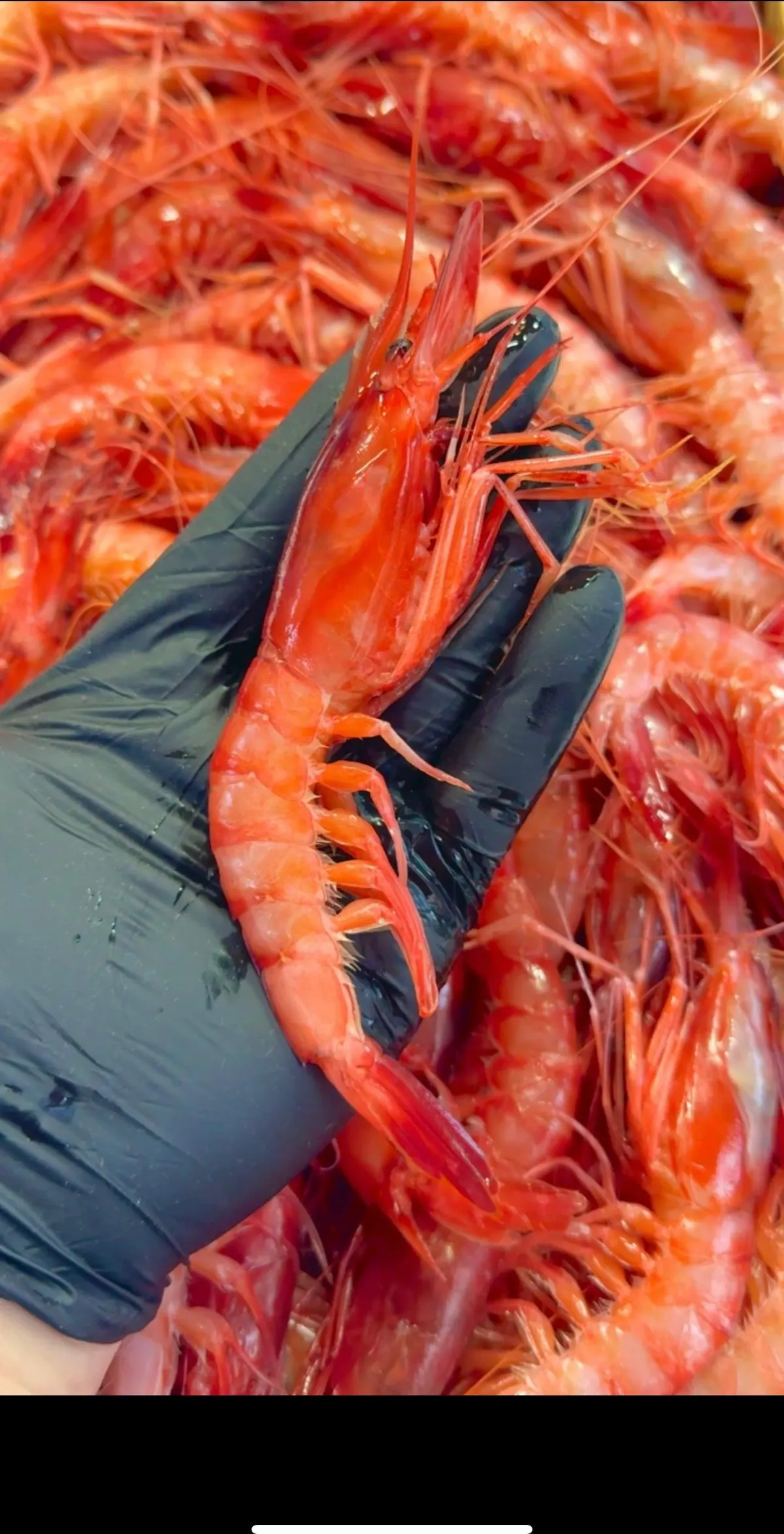 Gambero Rosso