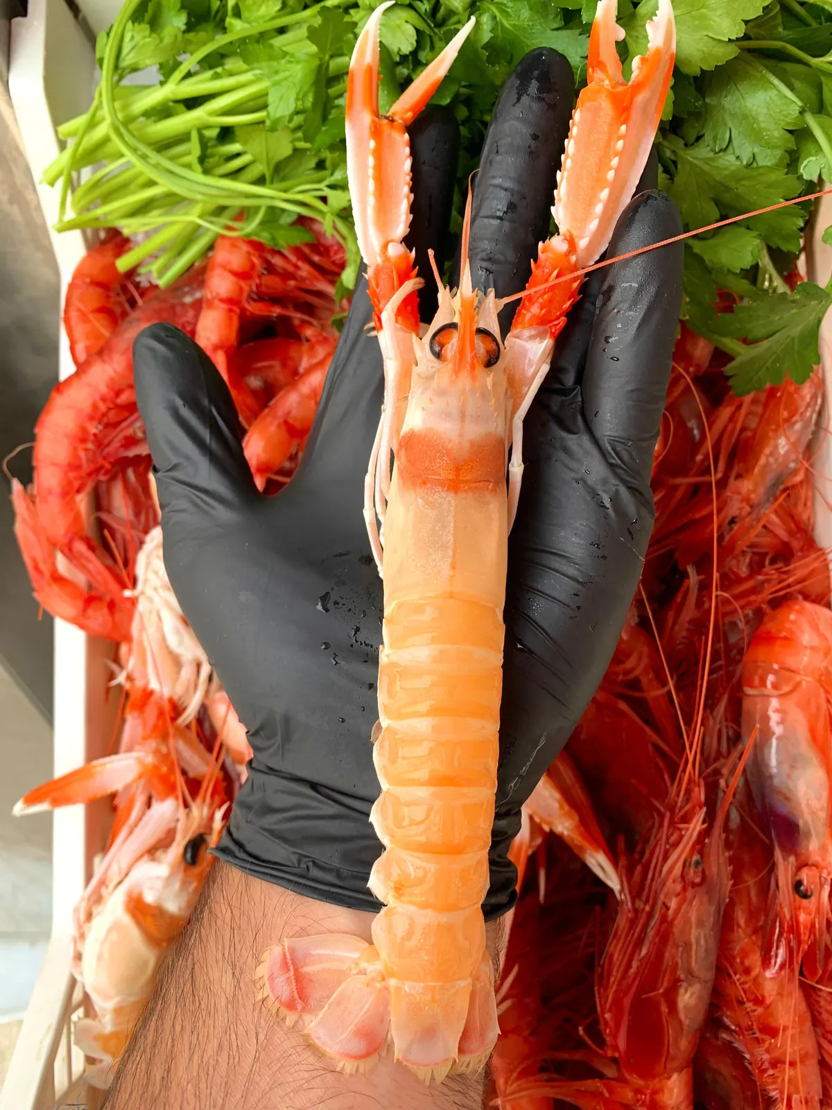 Scampi